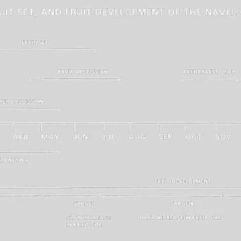navel phenological stages