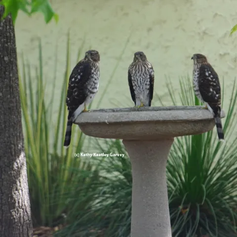 Three's company! Three juvenile Cooper's hawks, as identified by Andrew Engilis, Jr. curator of the UC Davis Museum of Wildlife and Fish Biology,cooling off in an urban birdbath in Vacaville. (Photo by Kathy Keatley Garvey)