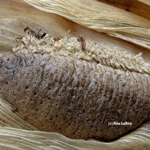 Praying mantids emerging from an ootheca. (Photo by Rita LeRoy)