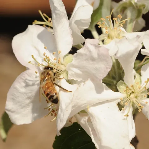 A honey bee pollinating an apple blossom. (Photo by Kathy Keatley Garvey)