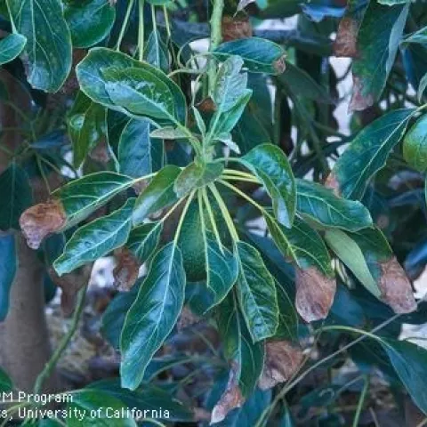 chloride toxicity avocado