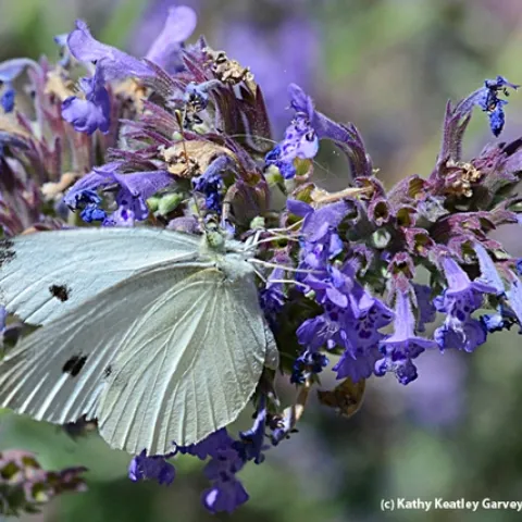 A cabbage white butterfly, Pieris rapae, nectaring on catmint. (Photo by Kathy Keatley Garvey)