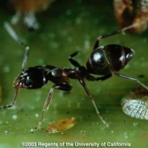 argentine ant
