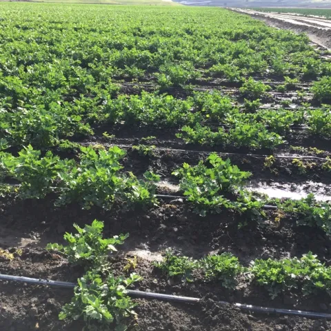 Rice root aphid and honeysuckle aphid-Organic celery- 20141203 (11)