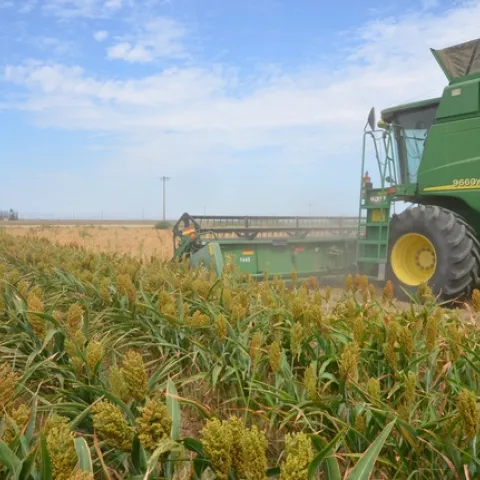 2015 garbanzo harvest, July, Five Points, CA