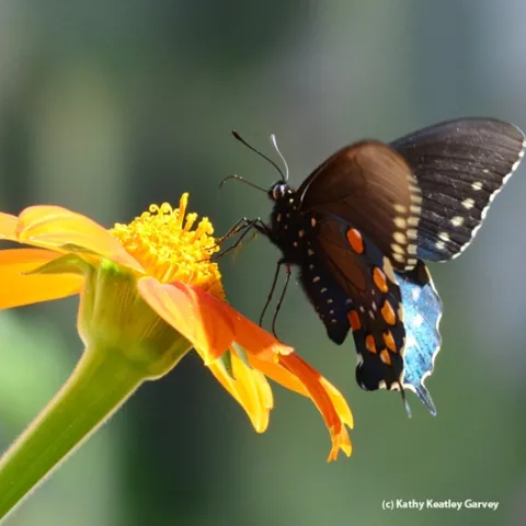 Pipeline swallowtail on Tithonia. (Photo by Kathy Keatley Garvey)