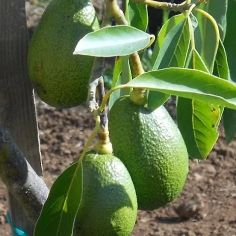 Lamb Hass pulling on tree