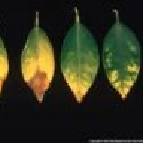 boron toxicity citrus 1