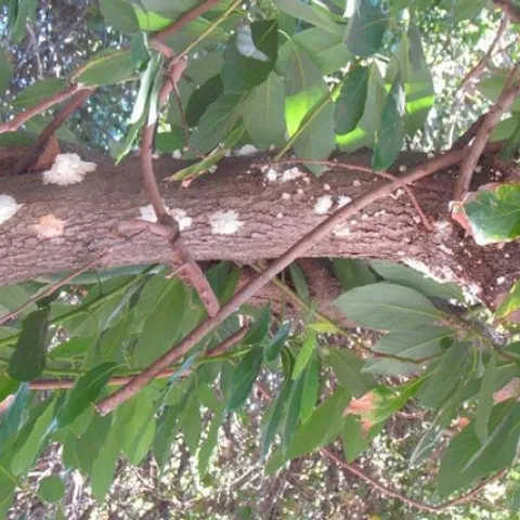 Sugary exudate on trunks or branches may indicate a PSHB attack. Note that exudate may be washed off after rain events and therefore may not always be present on a heavily infested branch.