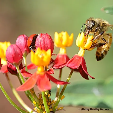 Labor Day activity: A honey bee and a lady beetle (see center of blossoms) forage on a scarlet milkweed. (Photo by Kathy Keatley Garvey)