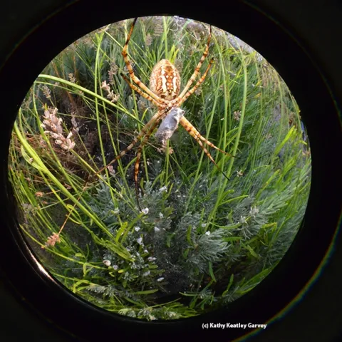Fish-eye view of a banded garden spider (Argiope trifasciata) with prey. (Photo by Kathy Keatley Garvey)