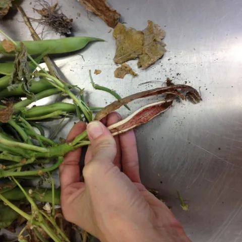 Brick red lesions in the root conducting tissue of kidney beans.