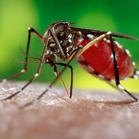 Female mosquito, Aedes aegypti, also known as "the dengue mosquito," drawing a blood meal. (Photo by James Gathany. United States Department of Health and Human Services)