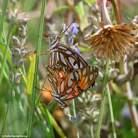 Two Gulf Fritillaries doing what comes naturally. (Photo by Kathy Keatley Garvey)