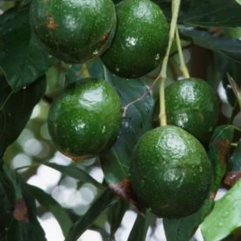 avocado fruit