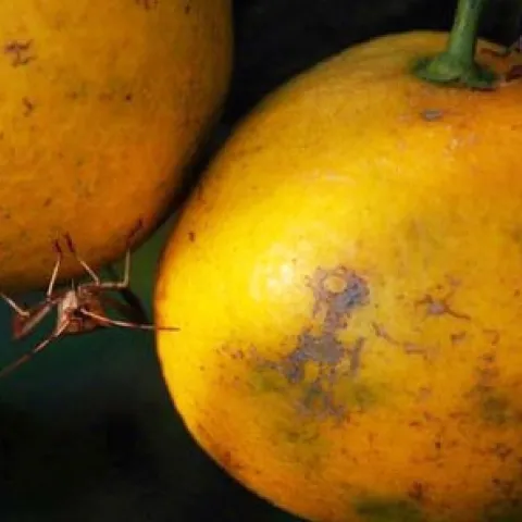 leaffooted bug damage on citrus
