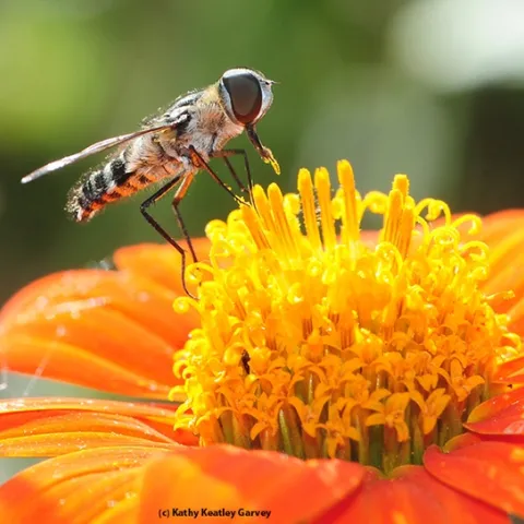 A bee fly, genus Villa, collecting pollen on a Mexican sunflower (Tithonia). (Photo by Kathy Keatley Garvey)