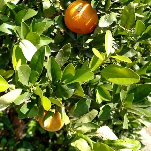 leaffooted bug on orange