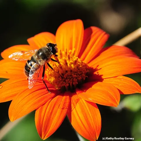A drone fly, Eristalis tenax, foraging on a Mexican sunflower (Tithonia). (Photo by Kathy Keatley Garvey)