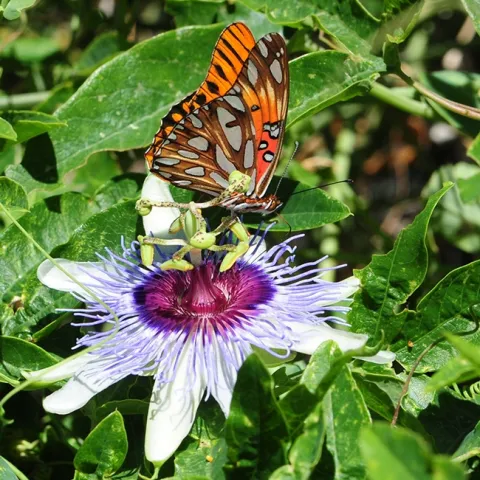 A Gulf Fritillary (Agraulis vanillae) lands on a passioinflower blossom. (Photo by Kathy Keatley Garvey)