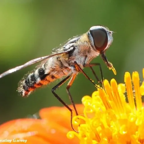 "Pollen Power": A robber fly with a trace of pollen. (Photo by Kathy Keatley Garvey)