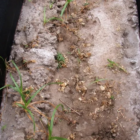 organic herbicide dead