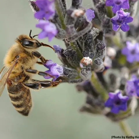 Varroa mite (beneath wing) feeding on a forager (worker bee) as it's nectaring on lavender. (Photo by Kathy Keatley Garvey)