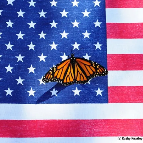 Monarch butterfly lands on the American flag. (Photo by Kathy Keatley Garvey)