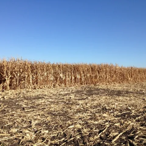 The pictures shows a field of grain corn that is dry and ready for harvest.