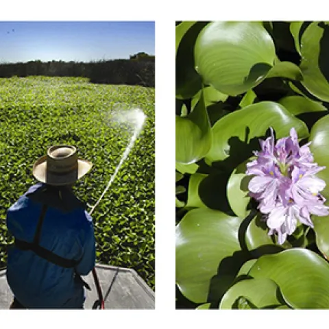 Shiny green leaves and purple flowers of water hyacinth. Weed control program.