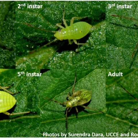 Lygus hesperus nymphs and adults