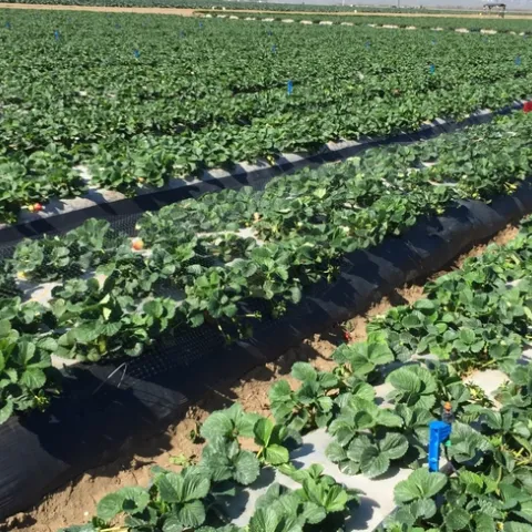 20150125 Micro-sprinkler plots with netting