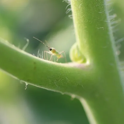 Tomato bug on tomato-UC Davis 20150911 (1)