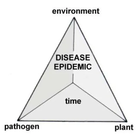 disease pyramid
