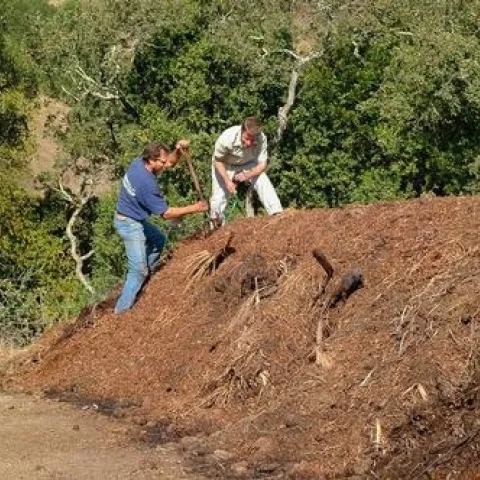 compost pile