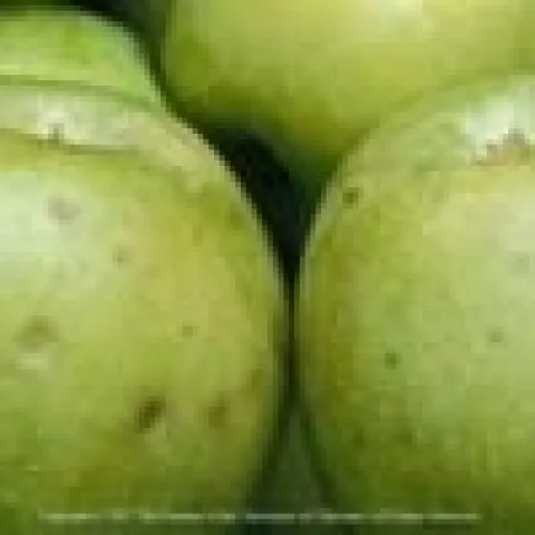bitter pit apple