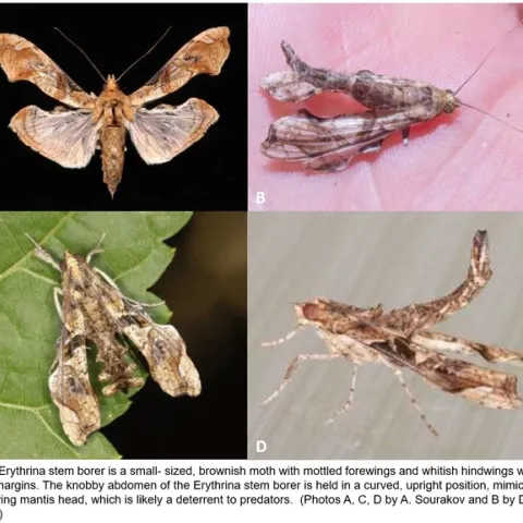 Erythrina stem and twig borer adult