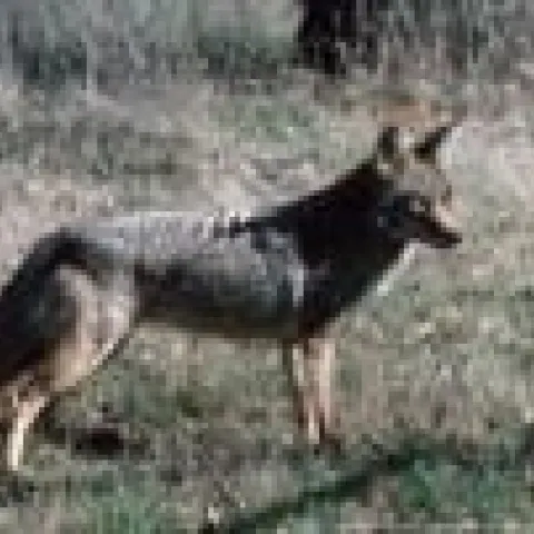 coyote