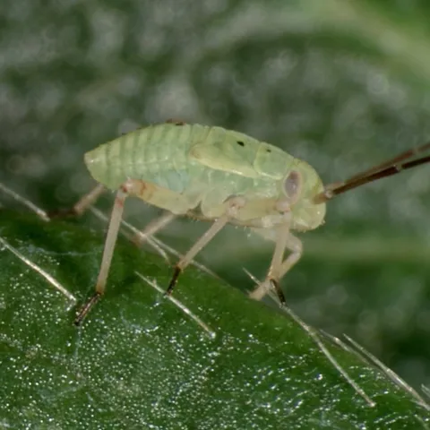 Lygus bug nymph