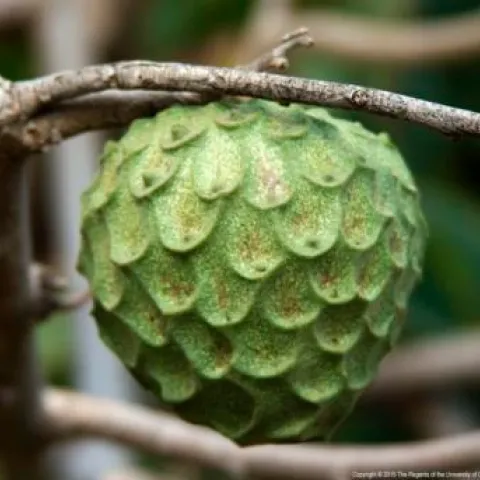 cherimoya fruit