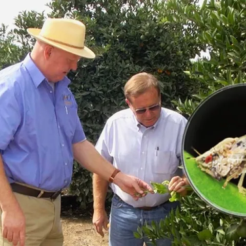 UCCE farm advisor Kevin Day and Tulare County farmer George McEwen looking at new growth on citrus trees.