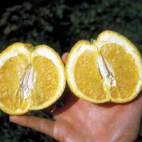 stubborn misshappened fruit