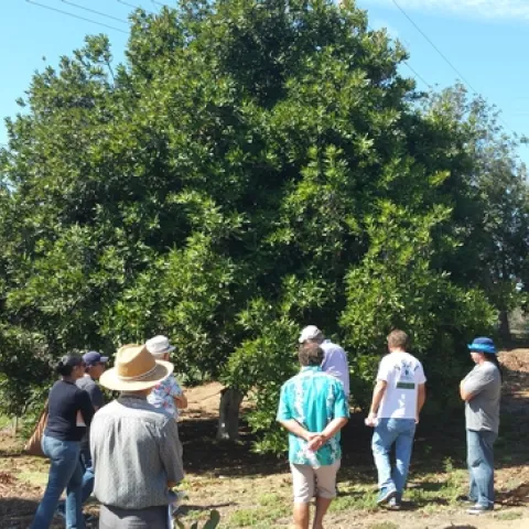 Macadamia Field Day 2015