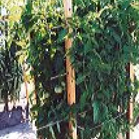 Square wooden cage for tomato support