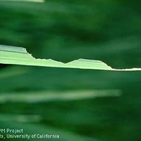 Angular cutouts from leaf.