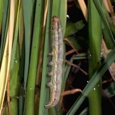 Armyworm larva