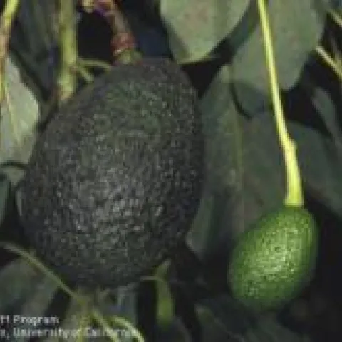 Avocado on tree