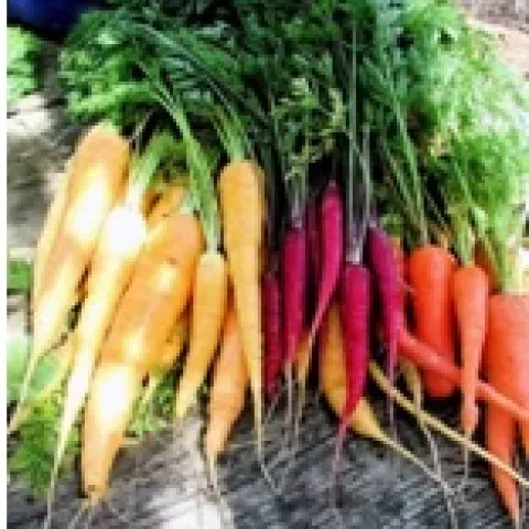 carrots