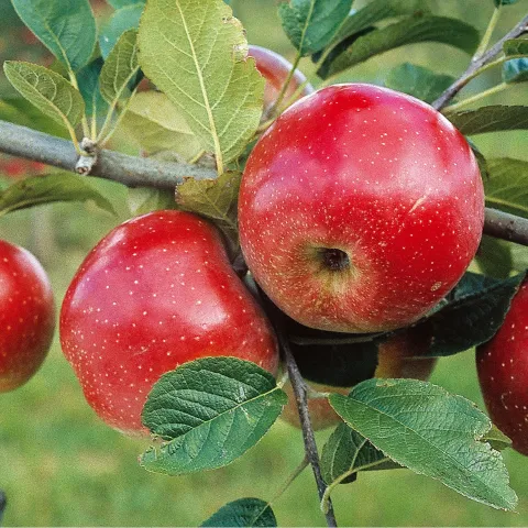 Apples on tree