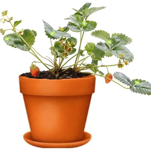 Green peach aphids on strawberry plant